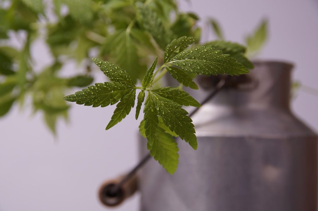 hemp oil skin care - cbd oikl for skin care hemp oil skin care - CBD oil for skin care